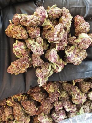 Tropical Cherry 🍒  (smalls)
