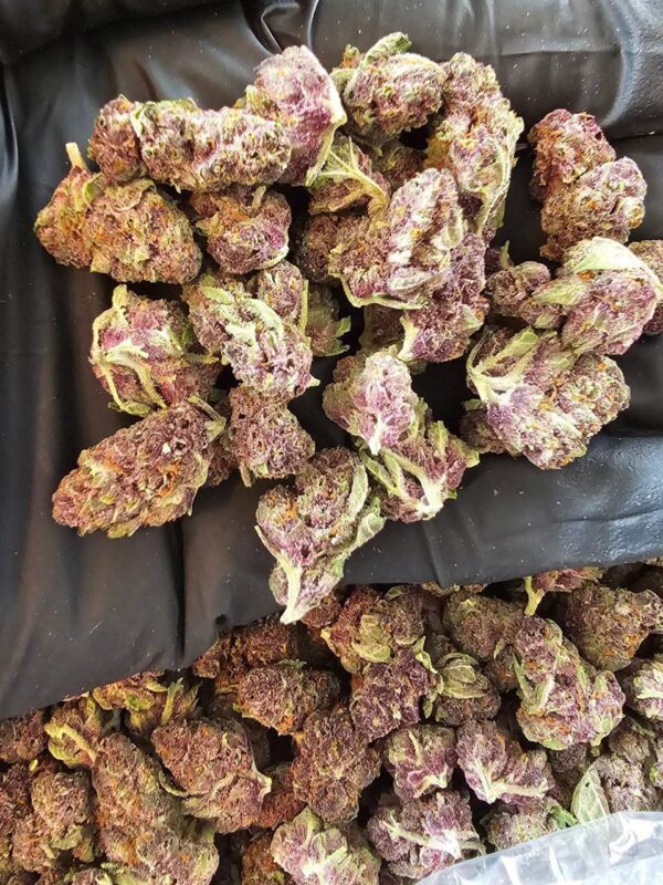 Tropical Cherry 🍒  (smalls)