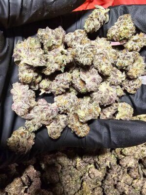 Black Truffle Indoor Smediums