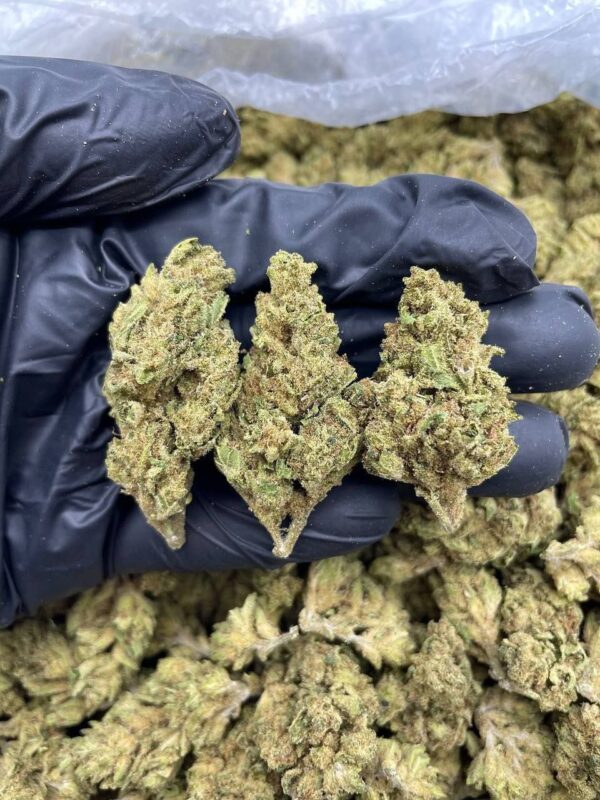 CHOCOLATE GLUE