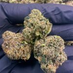 Lemon cherry gelato mediums 🍬